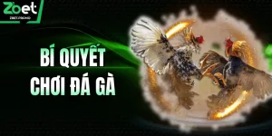 Bí Quyết Chơi Đá Gà Tại ZBET Giúp Bạn Thắng Lớn Năm 2026