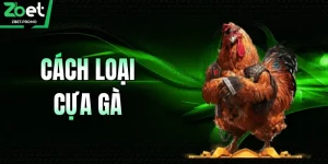Các Loại Cựa Gà Phổ Biến Và Bí Quyết Sử Dụng Tại ZBET